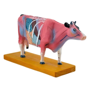 Анатомическая модель крупного рогатого скота для иглоукалывания и прижигания, анатомическая модель животного, анатомическая модель органов коровы, обучающий реквизит