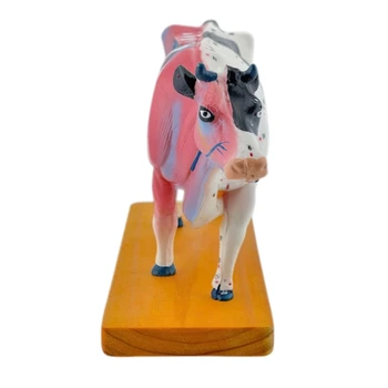 Анатомическая модель крупного рогатого скота для иглоукалывания и прижигания, анатомическая модель животного, анатомическая модель органов коровы, обучающий реквизит Изображение 2