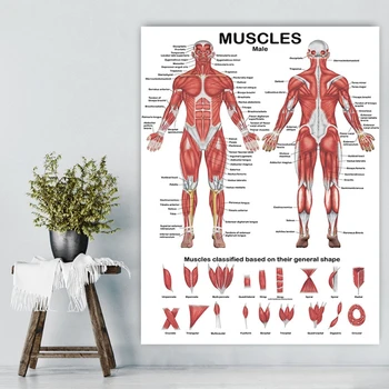 Профессиональная Анатомическая Диаграмма Мышечной Системы Человека Y1UB Плакат с Анатомией человеческих Мышц