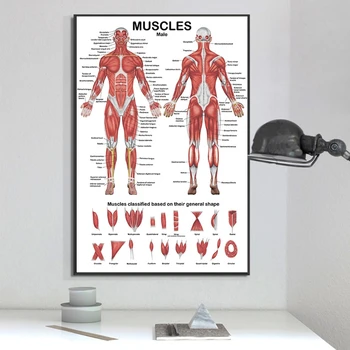 Профессиональная Анатомическая Диаграмма Мышечной Системы Человека Y1UB Плакат с Анатомией человеческих Мышц Изображение 2