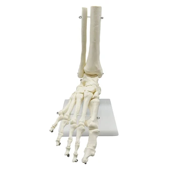 Анатомическая модель стопы человеческого скелета 1: 1, стопа и лодыжка с голенью, Анатомическая модель, Учебные материалы по анатомии