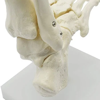 Анатомическая модель стопы человеческого скелета 1: 1, стопа и лодыжка с голенью, Анатомическая модель, Учебные материалы по анатомии Изображение 2